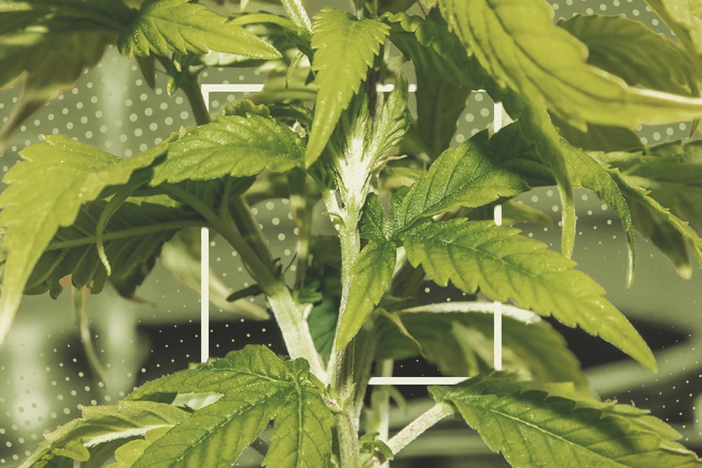 Watering Your Cannabis How To Fix Over And Underwatering RQS Blog