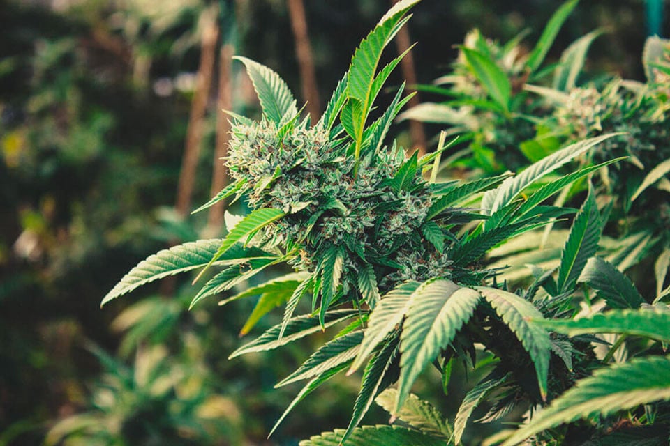 High Country: How to cultivate your own cannabis with tips from a